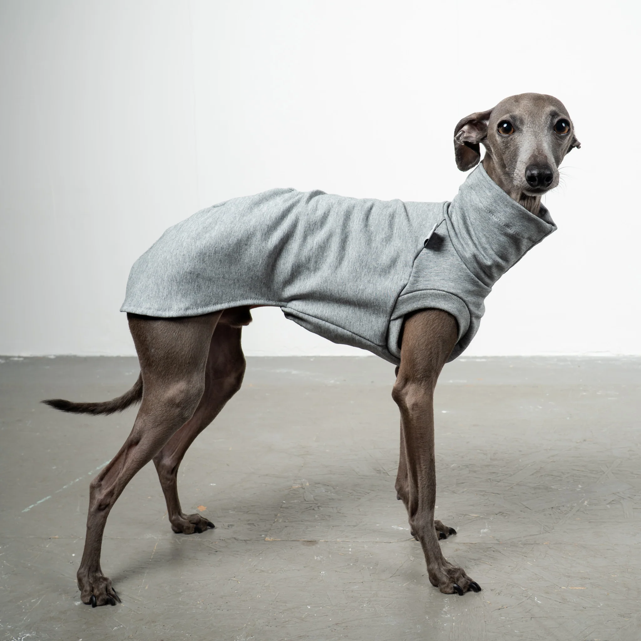 IGGY - Italienisches Windspiel