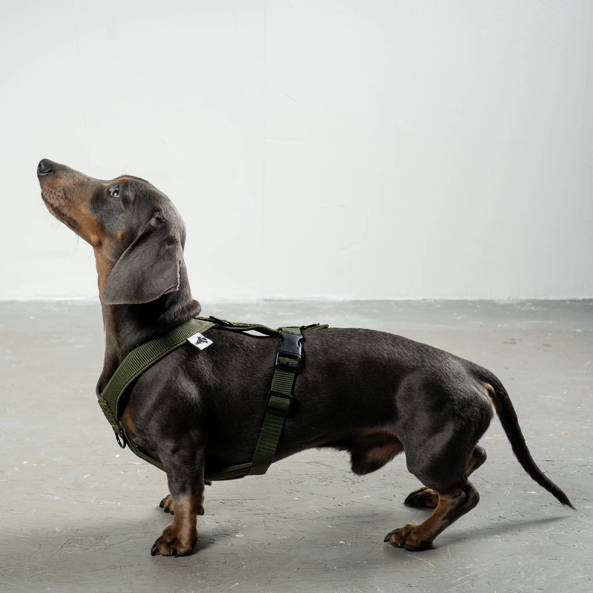 Hundegeschirr & Leine